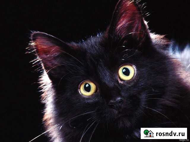 Котенок мечты Пермь - изображение 1