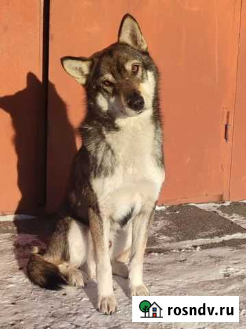 Собака в добрые руки Новоалтайск - изображение 1
