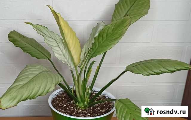 Спатифиллум сплит милк spilt milk Малоярославец - изображение 1