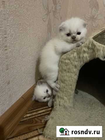 Шотландская Геленджик - изображение 1