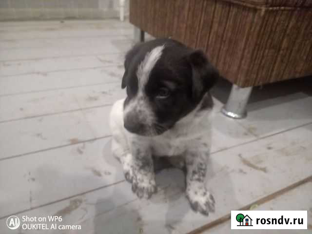 Отдам добрые руки щенкa Буревестник - изображение 1