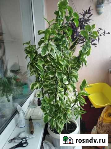 Цветок педилантус Липецк - изображение 1