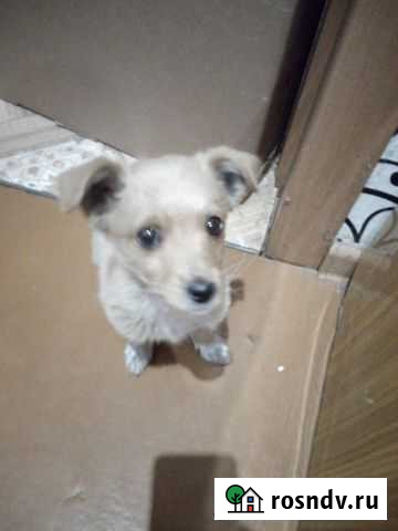 Отдам в добрые руки щенка, 3-4мес Славгород - изображение 1