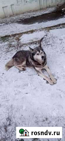 Собака в добрые руки Набережные Челны - изображение 1