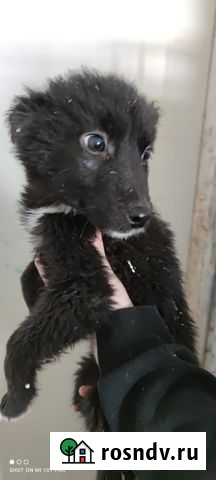 Спасти щенков из отлова Ковдор - изображение 1