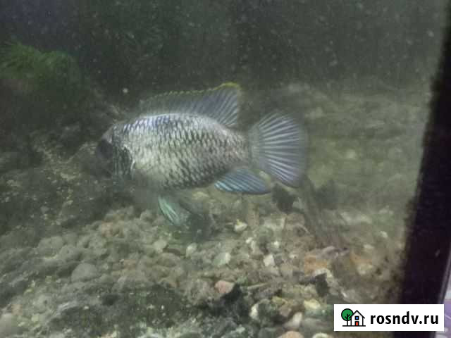 Мальки нанокар блю, (всего около 30 шт.) Тверь - изображение 1