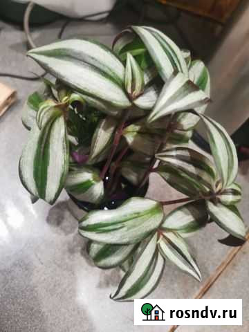 Традесканция зебрина Ульяновск - изображение 1
