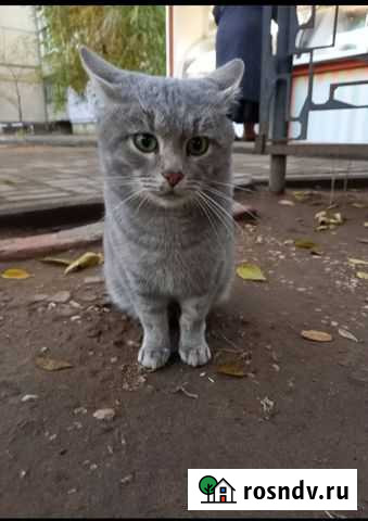 Ищем потерянного кота Саратов - изображение 1