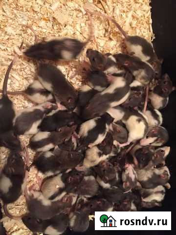 Продаются крыски черно-белые и Микки -маусы,возрас Саратов - изображение 1