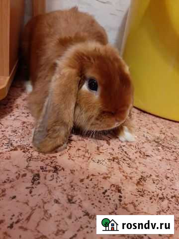 Кролик на вязку Воронеж - изображение 1