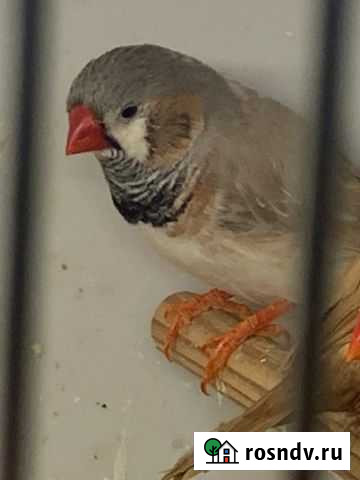 Амадины континентальные и Зебровые разные Москва - изображение 1