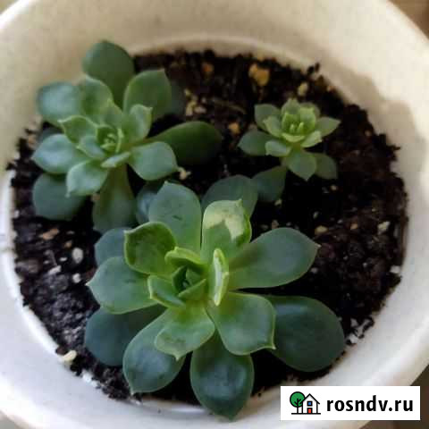 Разные излишки Ярославль - изображение 1