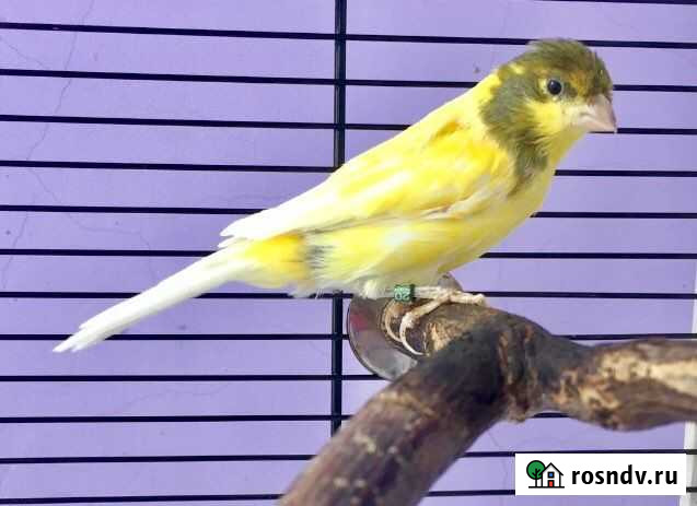 Немецка певчая канарейка Гарцкий Роллер Москва - изображение 1