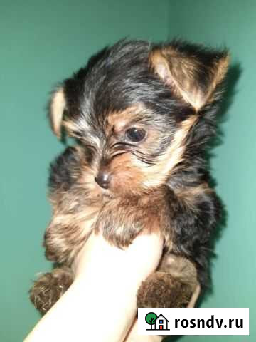 Йоркширский терьер Волгоград - изображение 1