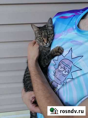 Мика ищет дом Рязань - изображение 1