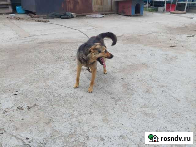 Собака Благовещенск - изображение 1