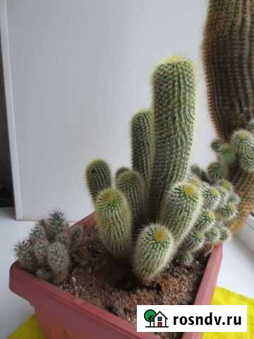 Кактус Иваново - изображение 1