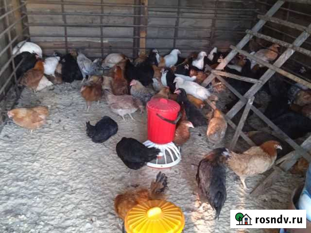 Породные куры 6 месяцев Нягань - изображение 1