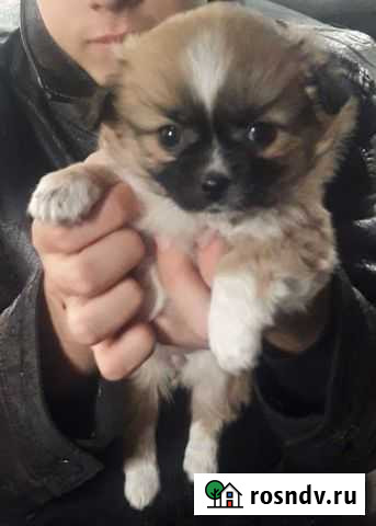 Дворняжки Переясловская - изображение 1