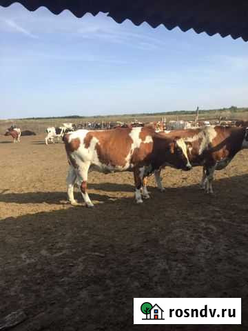 Молоко коровье домашнее Колодезный - изображение 1