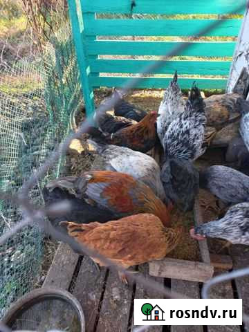 Петухи на племя и на мясо Абинск - изображение 1