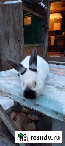 Кролик Оренбург - изображение 1