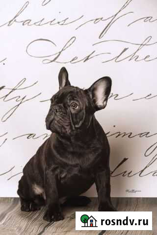 Французский бульдог щенки Новосибирск - изображение 1