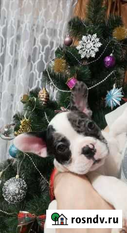 Французский бульдог Иваново - изображение 1