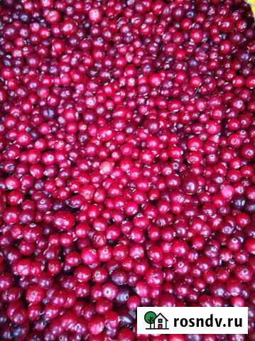 Клюква свежая Кострома - изображение 1