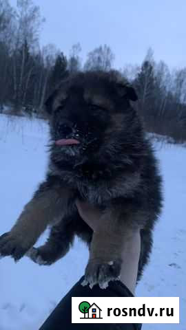 Щенки немецкой овчарки Ачинск - изображение 1