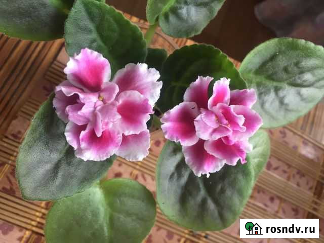 Фиалка Зимняя вишня Томск - изображение 1