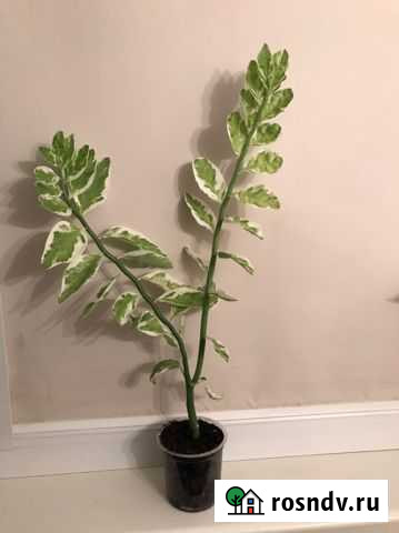 Педилантус Севастополь - изображение 1