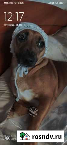 Собака Владикавказ - изображение 1