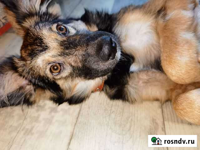 Собака в добрые руки щенок Красноярск - изображение 1