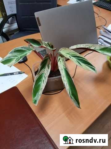 Строманта Петропавловск-Камчатский - изображение 1