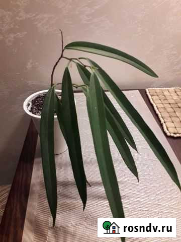 Фикус Али Альметьевск - изображение 1