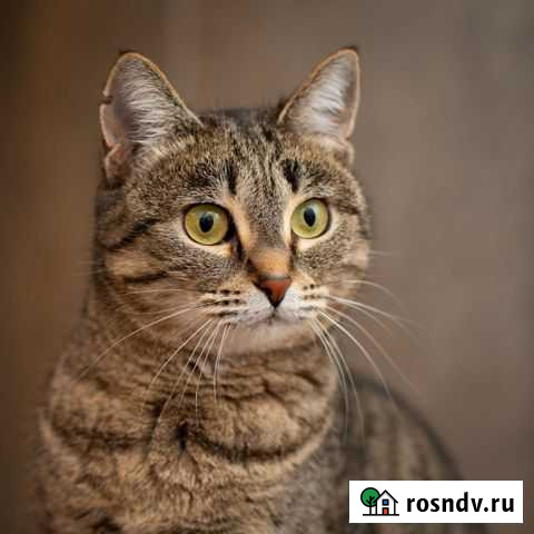 Кошка в дар Ульяновск - изображение 1