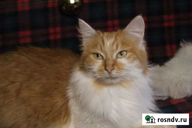 Замечательная муся ищет дом Тула - изображение 1