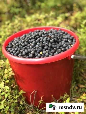 Черника Усинск - изображение 1