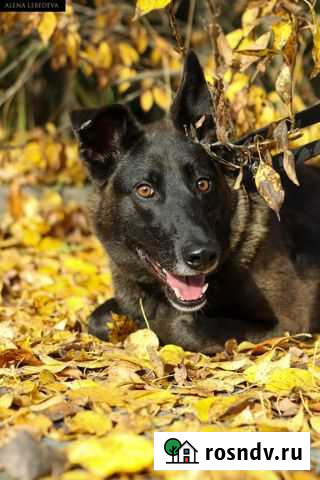 Собака Петрозаводск - изображение 1