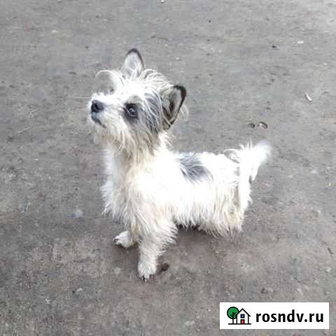 Вязка Бийск - изображение 1