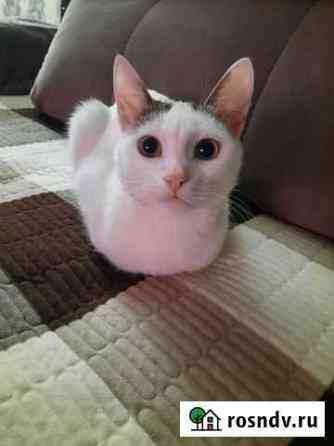 Котик Муром
