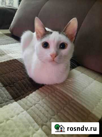 Котик Муром - изображение 1