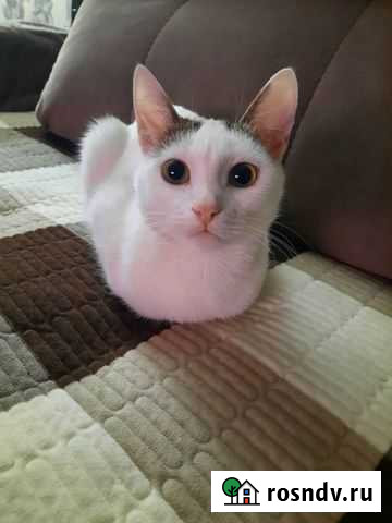 Котик Муром - изображение 1