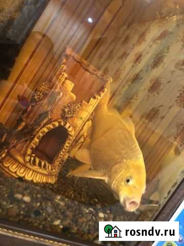 Японский карп кои (золотой) Азнакаево - изображение 1