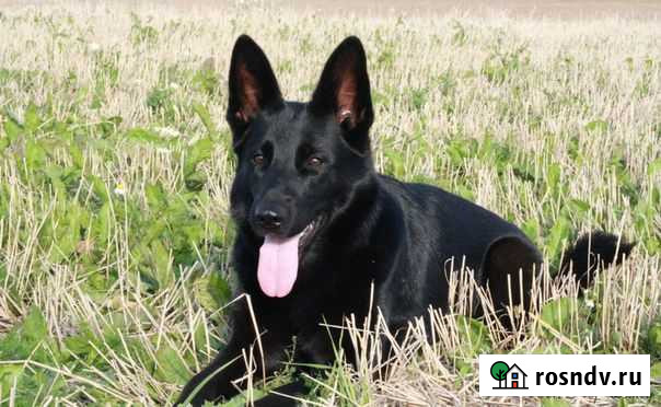 Ищу для вязки кобеля немецкой овчарки(черного) Балашов - изображение 1