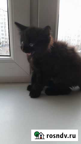 Котенок ищет дом Калининград - изображение 1
