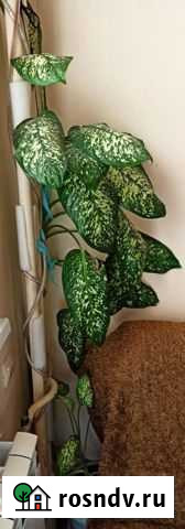 Диффенбахия Балашиха - изображение 1