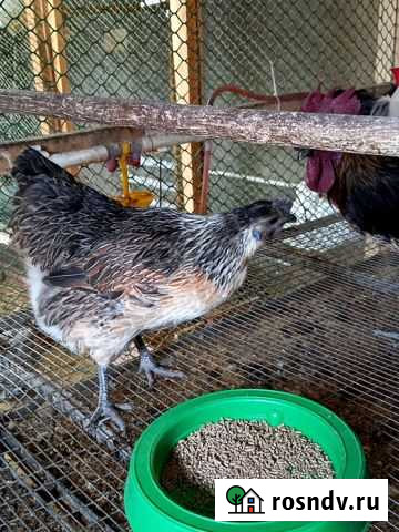 Куры Семья Лакеданзи Кинель-Черкассы - изображение 1