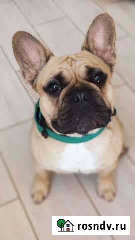 Собака для вязки Ейск - изображение 1